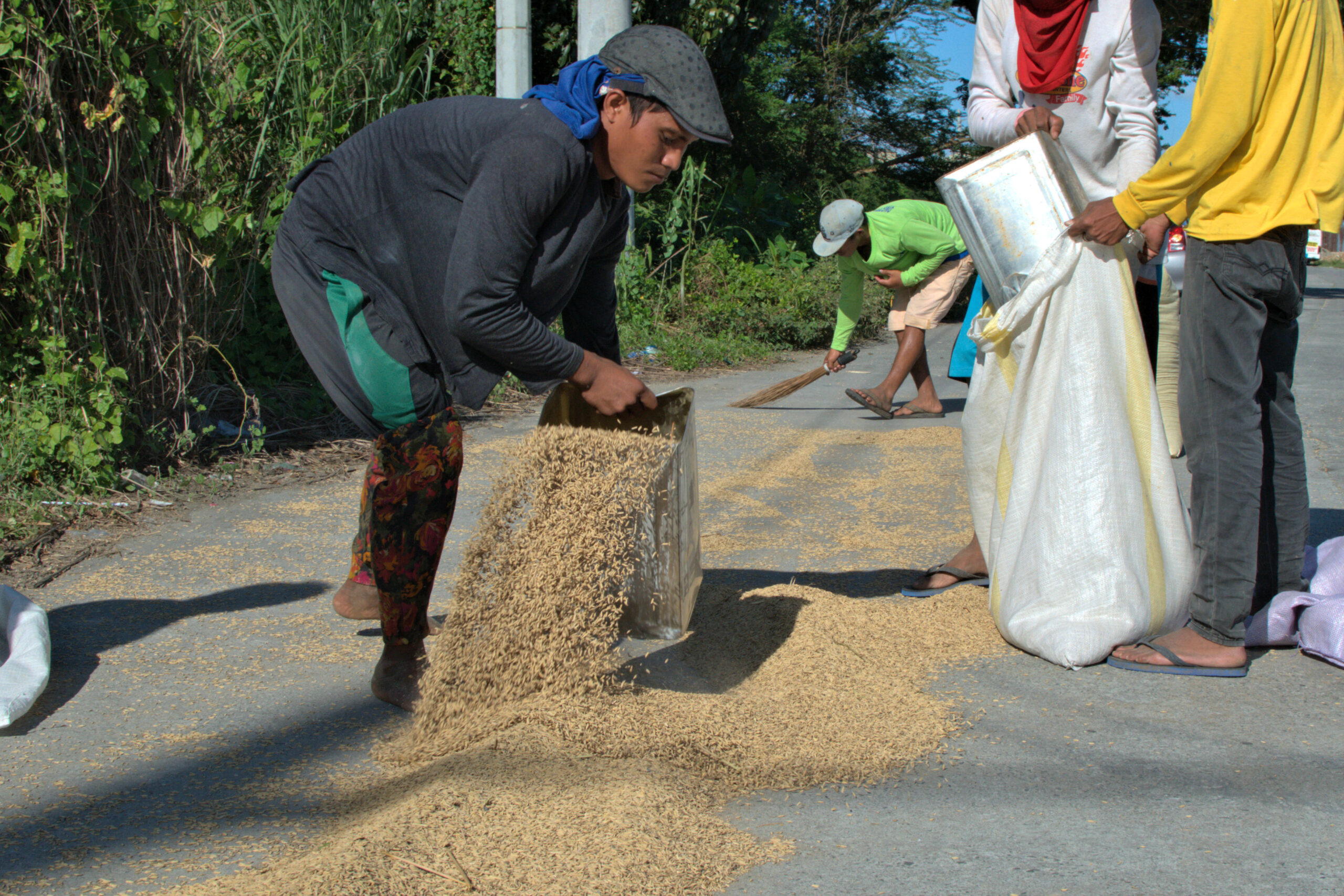 RICE DRYING - BULACAN PHILIPPINES