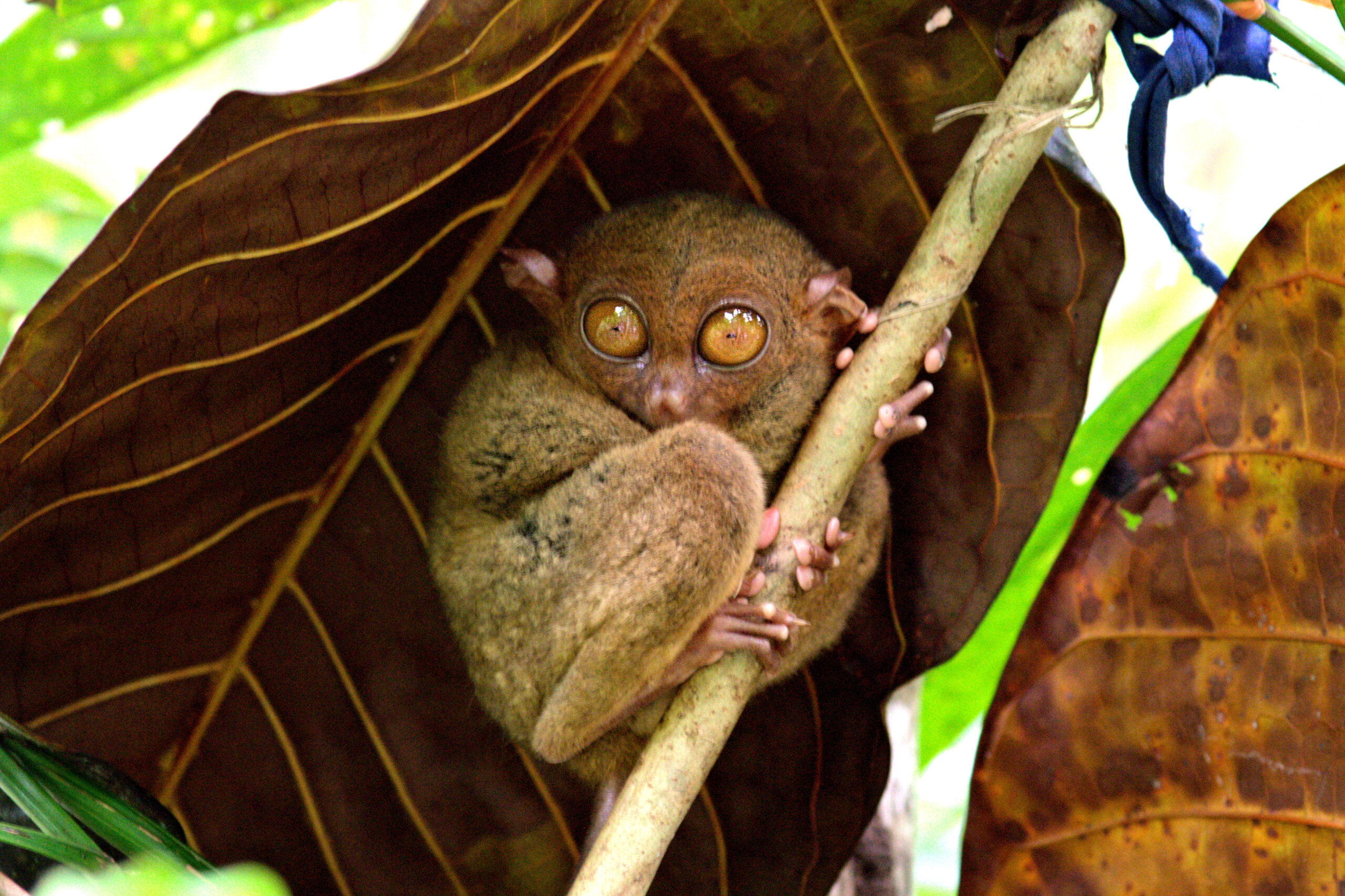 TARSIER - BOHOL PHILIPPINES